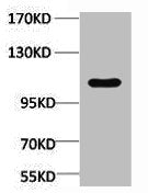 Western blot analysis of Maize, diluted at 1:4000.