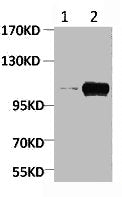 Western blot analysis of Maize 1) Dark, 2) Light, diluted at 1:2000.