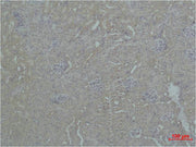 Immunohistochemical analysis of paraffin-embedded Mouse Kidney Tissue using ZBTB45 Polyclonal Antibody.