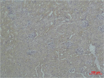 Immunohistochemical analysis of paraffin-embedded Mouse Kidney Tissue using ZBTB45 Polyclonal Antibody.