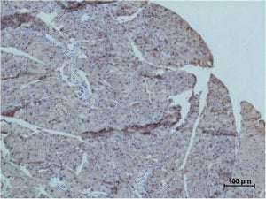 Immunohistochemical analysis of paraffin-embedded Mouse PancreasTissue using TRIM72 Polyclonal Antibody.