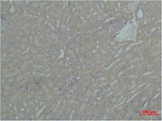 Immunohistochemical analysis of paraffin-embedded Mouse Kidney Tissue using HSP90A Polyclonal Antibody.