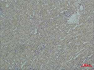 Immunohistochemical analysis of paraffin-embedded Mouse Kidney Tissue using HSP90A Polyclonal Antibody.