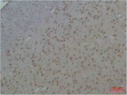 Immunohistochemical analysis of paraffin-embedded Rat BrainTissue using 14-3-3 ε Polyclonal Antibody.