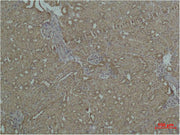 Immunohistochemical analysis of paraffin-embedded Mouse Kidney Tissue using HSP27 Polyclonal Antibody.