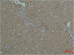Immunohistochemical analysis of paraffin-embedded Mouse Kidney Tissue using HSP27 Polyclonal Antibody.