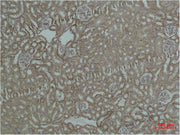 Immunohistochemical analysis of paraffin-embedded Mouse Kidney Tissue using HSP60 Polyclonal Antibody.