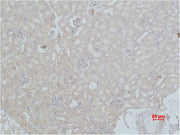 Immunohistochemical analysis of paraffin-embedded Mouse Kidney Tissue using HSC 70 Polyclonal Antibody.
