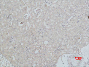 Immunohistochemical analysis of paraffin-embedded Mouse Kidney Tissue using HSC 70 Polyclonal Antibody.