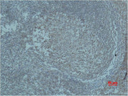 Immunohistochemical analysis of paraffin-embedded human Tonsil Tissue using HIF-1β Polyclonal Antibody.