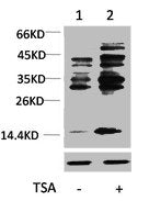 Western blot analysis of extracts from Hela cells, untreated (-) or treated using Histone H4 Polyclonal Antibody.