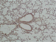 Immunohistochemical analysis of paraffin-embedded Mouse Lung Tissue using GSK3β Polyclonal Antibody.