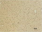Immunohistochemical analysis of paraffin-embedded Rat BrainTissue using GluR4 Polyclonal Antibody.