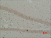 Immunohistochemical analysis of paraffin-embedded Rat Brain Tissue using BEST2 Polyclonal Antibody.