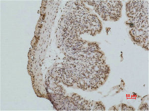 Immunohistochemical analysis of paraffin-embedded Mouse Colon Tissue using Histone H2A.X Polyclonal Antibody.