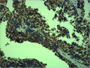 Immunohistochemical analysis of paraffin-embedded Mouse Spleen Tissue using TLR4 Polyclonal Antibody.
