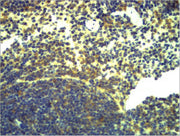 Immunohistochemical analysis of paraffin-embedded Mouse Spleen Tissue using TLR2 Polyclonal Antibody.