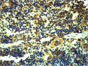 Immunohistochemical analysis of paraffin-embedded Mouse Spleen Tissue using TLR6 Polyclonal Antibody.