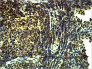 Immunohistochemical analysis of paraffin-embedded Mouse Spleen Tissue using TLR8 Polyclonal Antibody.