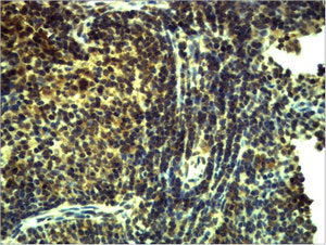 Immunohistochemical analysis of paraffin-embedded Mouse Spleen Tissue using TLR8 Polyclonal Antibody.
