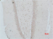 Immunohistochemical analysis of paraffin-embedded Rat Brain Tissue using NMBR Polyclonal Antibody.