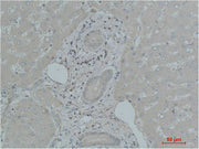 Immunohistochemical analysis of paraffin-embedded Human Liver Tissue using TF Polyclonal Antibody.