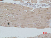 Immunohistochemical analysis of paraffin-embedded Mouse Skeletal MuscleTissue using IGFN1 Polyclonal Antibody.