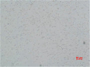 Immunohistochemical analysis of paraffin-embedded Rat Brain Tissue using L-type Ca++ CP γ5 Polyclonal Antibody.
