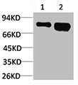Western blot analysis of 1) 3T3, 2) PC12 using p70 S6 kinase α Polyclonal Antibody.