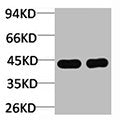 Western blot analysis of 1) Mouse Liver Tissue, 2) Rat Liver Tissue using HAO1 Polyclonal Antibody.