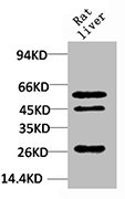 Western blot analysis of Rat LiverTissue using TGFβ1 Polyclonal Antibody.