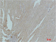 Immunohistochemical analysis of paraffin-embedded Mouse Heart Tissue using PPAR-γ Polyclonal Antibody.