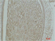 Immunohistochemical analysis of paraffin-embedded Mouse KidneyTissue using Actinin-α1 Polyclonal Antibody.