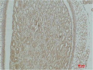 Immunohistochemical analysis of paraffin-embedded Mouse KidneyTissue using Actinin-α1 Polyclonal Antibody.