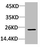 Western blot analysis of Hela using Crystallin-αC Polyclonal Antibody.