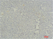 Immunohistochemical analysis of paraffin-embedded Human Tonsil Tissue using Stat4 Polyclonal Antibody.
