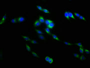 Immunofluorescence staining of Hela cells with CSB-PA08047A0Rb at 1:133, counter-stained with DAPI. The cells were fixed in 4% formaldehyde, permeabilized using 0.2% Triton X-100 and blocked in 10% normal Goat Serum. The cells were then incubated...