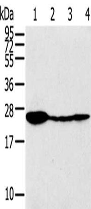 Gel: 12%SDS-PAGE, Lysate: 40 ug, Lane 1-4: Raji cells, 231 cells, 293T cells, A549 cells, Primary antibody: CSB-PA081403(TPD52 Antibody) at dilution 1/320, Secondary antibody: Goat anti rabbit IgG at 1/8000 dilution, Exposure time: 5 seconds