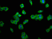 Immunofluorescence staining of HepG2 cells with CSB-PA08165A0Rb at 1:200, counter-stained with DAPI. The cells were fixed in 4% formaldehyde, permeabilized using 0.2% Triton X-100 and blocked in 10% normal Goat Serum. The cells were then incubated...