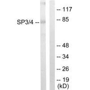 Western blot analysis of extracts from Jurkat cells, using SP3/4 antibody.