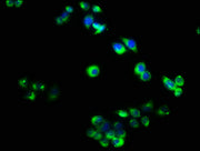 Immunofluorescence staining of PC-3 cells with CSB-PA08179A0Rb at 1:40, counter-stained with DAPI. The cells were fixed in 4% formaldehyde, permeabilized using 0.2% Triton X-100 and blocked in 10% normal Goat Serum. The cells were then incubated w...
