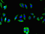 Immunofluorescent analysis of A549 cells using CSB-PA08189A0Rb at dilution of 1:100 and Alexa Fluor 488-congugated AffiniPure Goat Anti-Rabbit IgG(H+L)