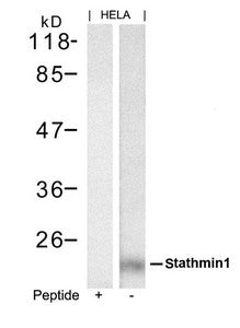 Western blot analysis of extracts from Hela cells using stathmin1(Ab-62) Antibody and the same antibody preincubated with blocking peptide.