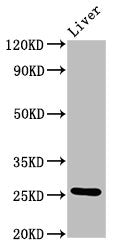 Western Blot Positive WB detected in: Rat liver tissue All lanes: Vegfa antibody at 4.8µg/ml Secondary Goat polyclonal to rabbit IgG at 1/50000 dilution Predicted band size: 26, 23, 21, 18 kDa Observed band size: 26 kDa