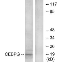 Western blot analysis of extracts from RAW264.7 cells, using CEBPG antibody.