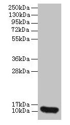 Western blot All lanes: CXCL8 antibody at 2µg/ml + 293T whole cell lysate Secondary Goat polyclonal to rabbit IgG at 1/10000 dilution Predicted band size: 12 kDa Observed band size: 12 kDa