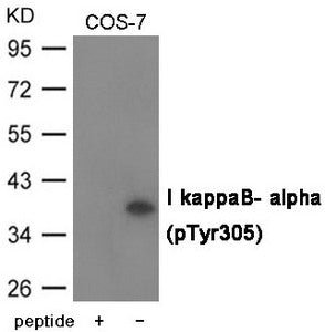 Western blot analysis of extracts from COS-7 cells using I kappaB- alpha (Phospho-Tyr305) Antibody.The lane on the left is treated with the antigen-specific peptide.