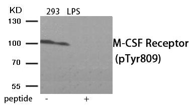 Western blot analysis of extracts from 293 cells treated with LPS using Phospho-M-CSF Receptor (Tyr809) antibody.The lane on the right is treated with the antigen-specific peptide.
