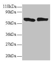 Western blot All lanes: TNF antibody at 2µg/ml Lane 1: 293T whole cell lysate Lane 2: EC109 whole cell lysate Secondary Goat polyclonal to rabbit IgG at 1/15000 dilution Predicted band size: 26 kDa Observed band size: 60 kDa
