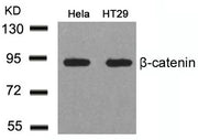 Western blot analysis of extracts from Hela and HT29 cells using b-Catenin(Ab-41/45) Antibody.